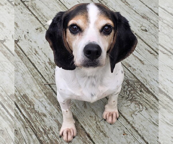 Medium Photo #4 Beagle Puppy For Sale in Batavia, OH, USA