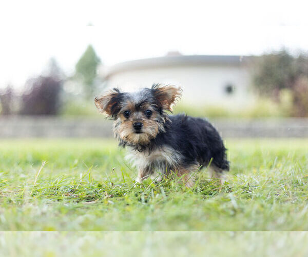 Medium Photo #5 Morkie Puppy For Sale in WARSAW, IN, USA