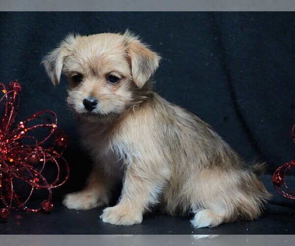Medium Photo #6 Morkie Puppy For Sale in ROCK VALLEY, IA, USA