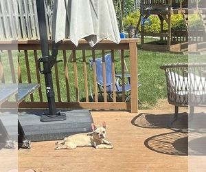 French Bulldog Puppy for sale in JOHNSON CITY, TN, USA
