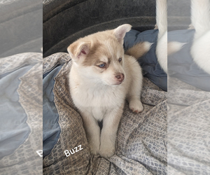 Pomsky Puppy for sale in BLACKFOOT, ID, USA