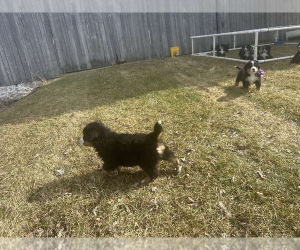 Medium Photo #4 Bernese Mountain Dog Puppy For Sale in ATHENS, WI, USA