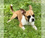 Small Boston Huahua