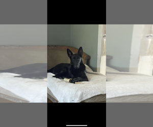 Mother of the German Shepherd Dog puppies born on 10/17/2025