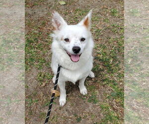 Spaniel-Unknown Mix Dogs for adoption in Corona, CA, USA