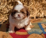 Puppy Pablo Shih Tzu