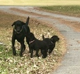 Small Photo #21 Goldmaraner Puppy For Sale in VALDOSTA, GA, USA