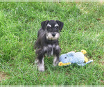 Jonah - Male Schnauzer (Miniature) Puppy for Sale - Photo #3