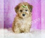 Puppy Blitzen Poodle (Miniature)