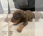 Small Photo #7 Doberman Pinscher Puppy For Sale in GRANT, AL, USA