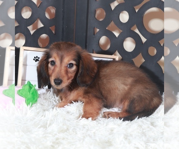 Medium Photo #4 Dachshund Puppy For Sale in MOUNT VERNON, OH, USA
