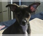 Small Photo #2 Chi-Corgi-Chihuahua Mix Puppy For Sale in SAINT ALBANS, WV, USA