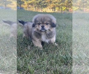 Pekingese Puppy for sale in MARTINSVILLE, IN, USA