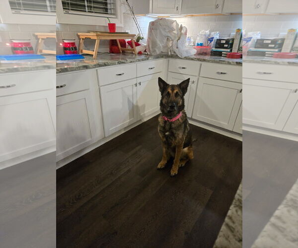 Medium Photo #1 German Shepherd Dog-Unknown Mix Puppy For Sale in La Grange , NC, USA