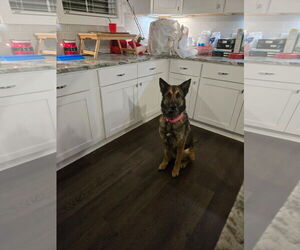 German Shepherd Dog-Unknown Mix Dogs for adoption in La Grange , NC, USA