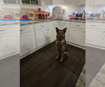 Small German Shepherd Dog Mix