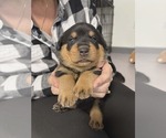 Small #1 Rottweiler