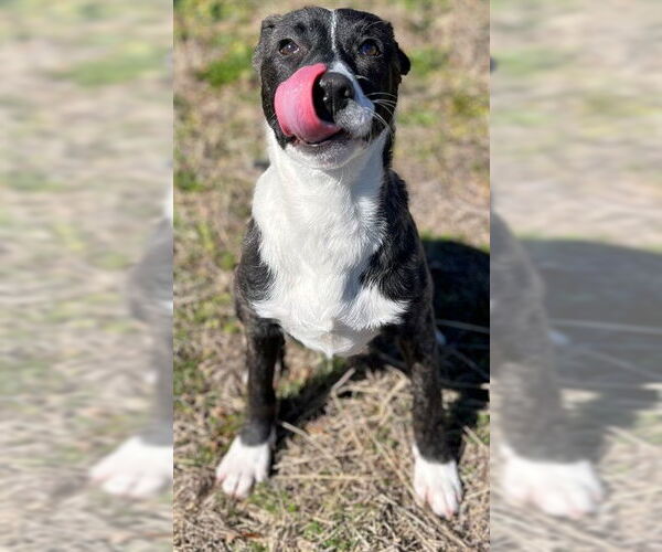 Medium Photo #1 Labrador Retriever-Unknown Mix Puppy For Sale in Augusta, GA, USA