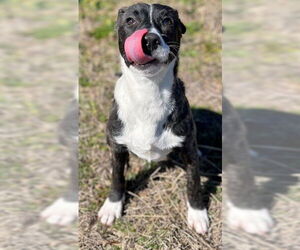 Labrador Retriever-Unknown Mix Dogs for adoption in Augusta, GA, USA