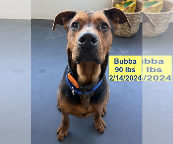 Medium Photo #4 Shepweiller Puppy For Sale in West Hollywood, CA, USA