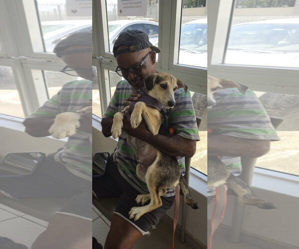 Medium Photo #4 Jack Russell Terrier-Unknown Mix Puppy For Sale in NYC, NY, USA