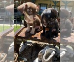 Small Chihuahua