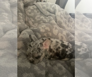 French Bulldog Puppy for sale in NORTH SACRAMENTO, CA, USA