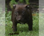 Small #1 Chihuahua Mix