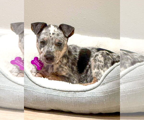 Medium Photo #1 Texas Heeler-Unknown Mix Puppy For Sale in Corona, CA, USA