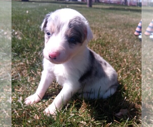 Medium Photo #1 Border Collie Puppy For Sale in VERNAL, UT, USA