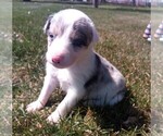 Small Photo #1 Border Collie Puppy For Sale in VERNAL, UT, USA