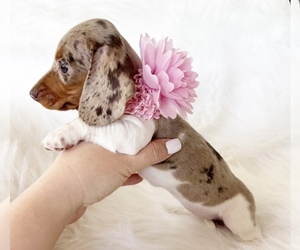 Dachshund Puppy for sale in DAVIS, CA, USA