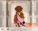 Puppy 4 Goldendoodle (Miniature)