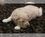Small Photo #18 Goldendoodle (Miniature) Puppy For Sale in ASHBY, MN, USA