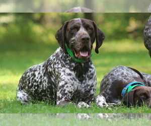 Father of the German Shorthaired Pointer puppies born on 09/01/2022