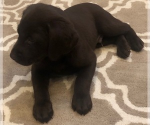 Labrador Retriever Puppy for sale in EVERSON, WA, USA
