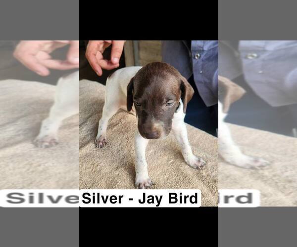 Medium Photo #3 German Shorthaired Pointer Puppy For Sale in EDENTON, NC, USA