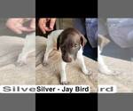 Small #1 German Shorthaired Pointer