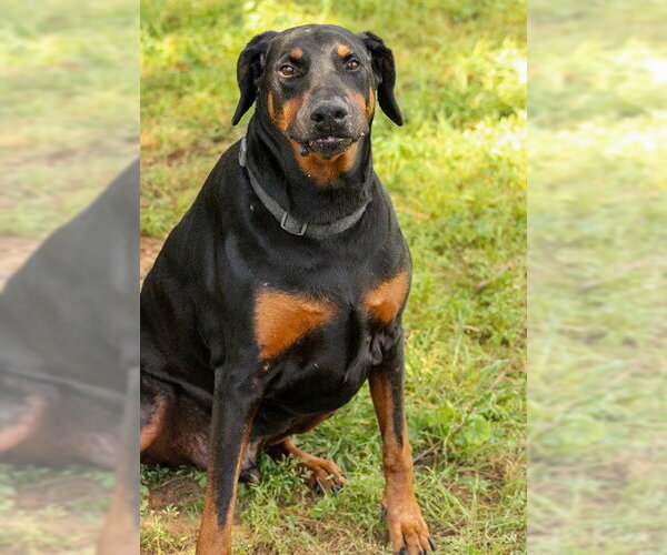 Medium Photo #3 Doberman Pinscher Puppy For Sale in Sacramento, CA, USA