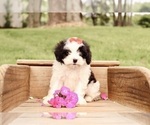 Small #1 Cavapoo