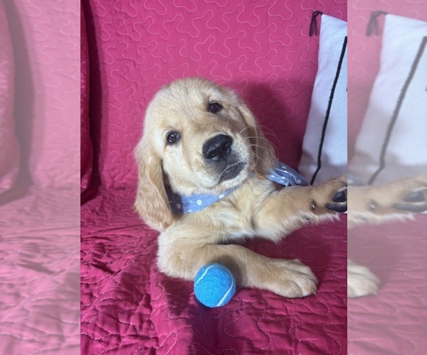 Medium Photo #4 Golden Retriever Puppy For Sale in GREENFIELD, IN, USA