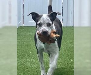 Hayden - Female American Pit Bull Terrier-Pointer Mix Dog for Adoption - Photo #22