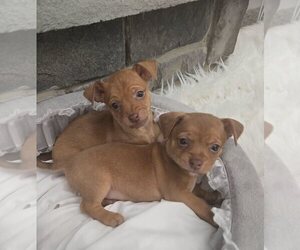 Minnie Jack Puppy for sale in MANSFIELD, OH, USA