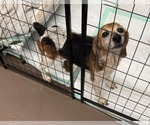 Small #1 Beagle