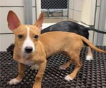 Lily - Female Chihuahua-Unknown Mix Dog for Adoption - Small photo