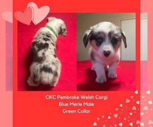 Pembroke Welsh Corgi Puppy for sale in ZEPHYRHILLS, FL, USA