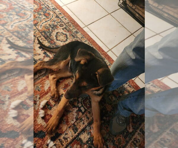 Medium Photo #1 German Shepherd Dog Puppy For Sale in Modesto, CA, USA