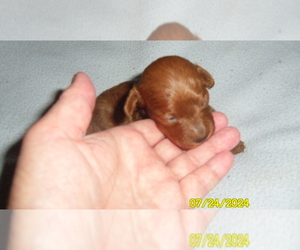 Poodle (Toy) Puppy for sale in DULUTH, GA, USA