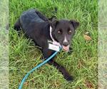 Small Photo #4 Labrador Retriever-Unknown Mix Puppy For Sale in San Diego, CA, USA