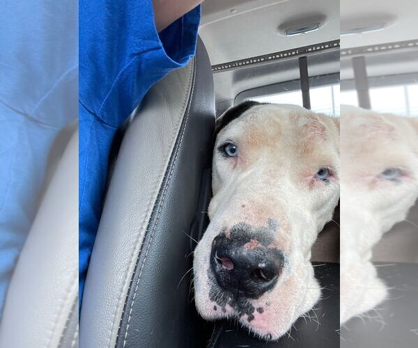 Medium Photo #4 Great Dane Puppy For Sale in Bullard, TX, USA